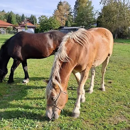 Sauna Na Slamaku *